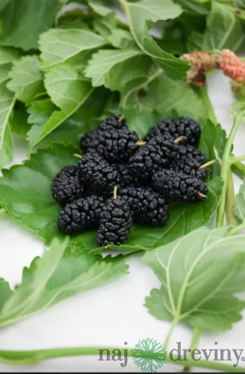 Moruša čierna na kmienku 180/230 cm obvod kmienka 10/12 cm, v črepníku