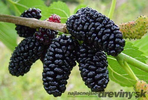 Moruša čierna štepená Black persian BIO, výška 40/60 cm, v črepníku Morus nigra Black persian