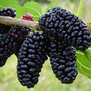 Moruša čierna štepená Black persian BIO, výška 40/60 cm, v črepníku Morus nigra Black persian