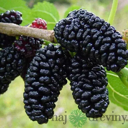 Moruša čierna štepená Black persian BIO, výška 40/60 cm, v črepníku Morus nigra Black persian