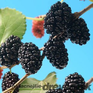 Moruša čierna (trpasličia) MOJO BERRY, výška 40/50 cm, v črepníku Morus nigra