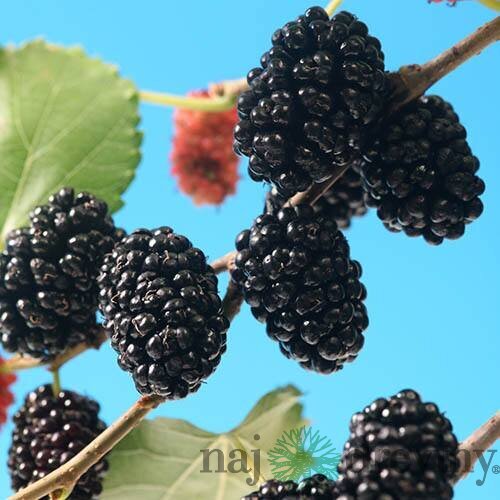 Moruša čierna (trpasličia) MOJO BERRY, výška 40/50 cm, v črepníku Morus nigra