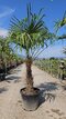 Mrazuvzdorná palma Chamaerops Excelsa 60/100 cm v črepníku 10l Chamaerops Excelsa