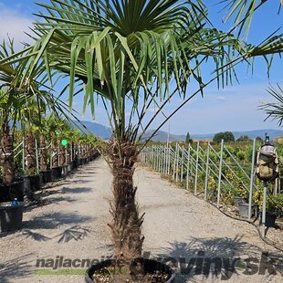 Mrazuvzdorná palma Chamaerops Excelsa 60/100 cm v črepníku 10l Chamaerops Excelsa