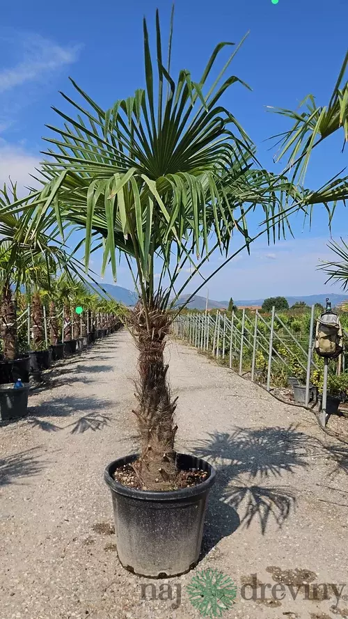 Mrazuvzdorná palma Chamaerops Excelsa 70/100 cm v črepníku 10l Chamaerops Excelsa