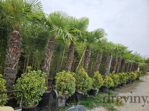 Mrazuvzdorná palma Chamaerops Excelsa, na kmienku 160/180 cm, celková výška 220/260 cm, v črepníku 100l Trachycarpus fortunei