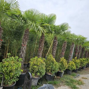 Mrazuvzdorná palma Chamaerops Excelsa, na kmienku 160/180 cm, celková výška 250/300 cm, v črepníku 110l Trachycarpus fortunei