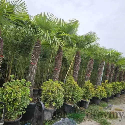 Mrazuvzdorná palma Chamaerops Excelsa, na kmienku 160/180 cm, celková výška 250/300 cm, v črepníku 110l Trachycarpus fortunei