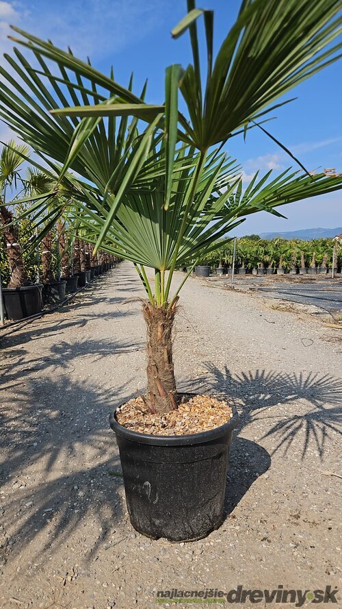 Mrazuvzdorná palma Chamaerops Excelsa, na kmienku 20/30 cm, celková výška 80/120 cm, v črepníku 20/25 l Chamaerops Excelsa