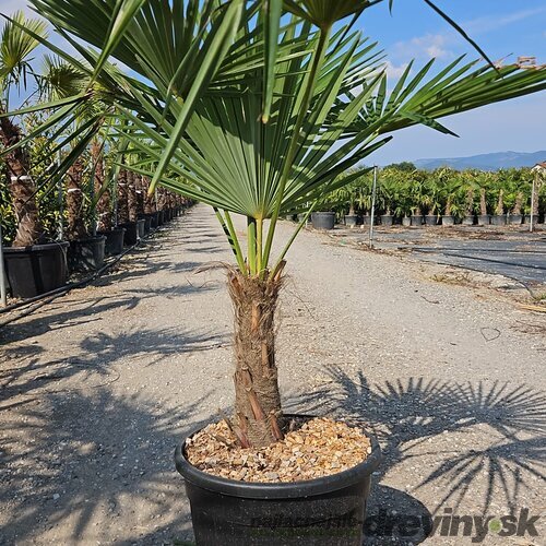 Mrazuvzdorná palma Chamaerops Excelsa, na kmienku 20/30 cm, celková výška 80/120 cm, v črepníku 20/25 l Chamaerops Excelsa