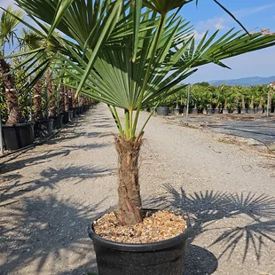 Mrazuvzdorná palma Chamaerops Excelsa, na kmienku 20/30 cm, celková výška 80/120 cm, v črepníku 20/25 l Chamaerops Excelsa