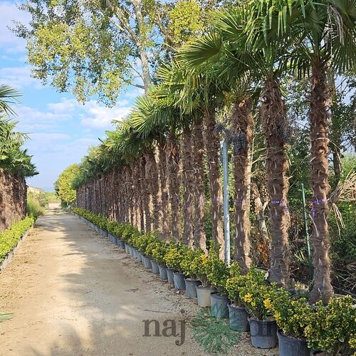 Mrazuvzdorná palma Chamaerops Excelsa, na kmienku 220/230 cm, celková výška 260+ cm, v črepníku 120l Trachycarpus fortunei