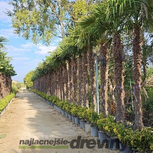 Mrazuvzdorná palma Chamaerops Excelsa, na kmienku 220/230 cm, celková výška 260+ cm, v črepníku 120l Trachycarpus fortunei