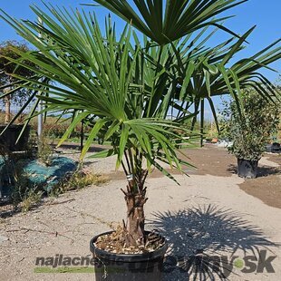 Mrazuvzdorná palma Chamaerops Excelsa, na kmienku 30/40 cm, celková výška 100/125 cm, v črepníku 30l Trachycarpus fortunei