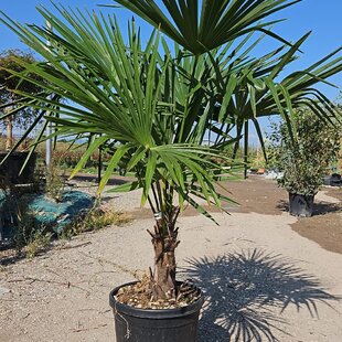 Mrazuvzdorná palma Chamaerops Excelsa, na kmienku 30/40 cm, celková výška 100/125 cm, v črepníku 30l Trachycarpus fortunei
