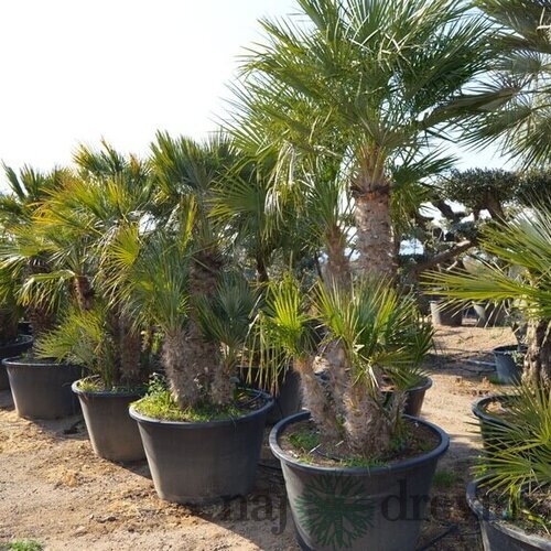 Mrazuvzdorná palma Chamaerops Humilis, výška 130/160 cm v črepníku 50l Chamaerops Humilis