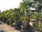 Mrazuvzdorná palma Chamaerops Humilis, výška 130/160 cm v črepníku 50l Chamaerops Humilis