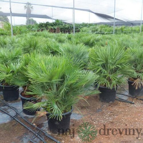 Mrazuvzdorná palma Chamaerops Humilis, výška 30/50 cm, v črepníku Chamaerops Humilis