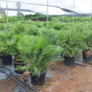 Mrazuvzdorná palma Chamaerops Humilis, výška 30/50 cm, v črepníku Chamaerops Humilis