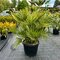 Mrazuvzdorná palma Chamaerops Humilis, výška 50/80 cm v črepníku 10l Chamaerops Humilis