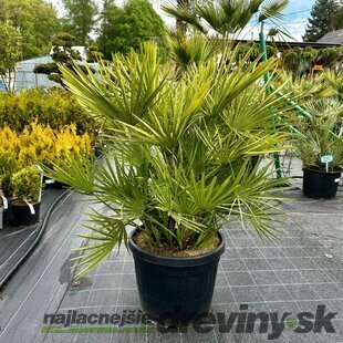 Mrazuvzdorná palma Chamaerops Humilis, výška 60/80 cm v črepníku 10l Chamaerops Humilis