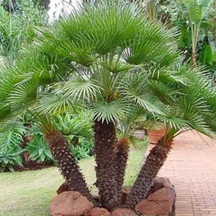 Mrazuvzdorná palma Chamaerops Humilis, výška 60/80 cm, v črepníku Chamaerops Humilis