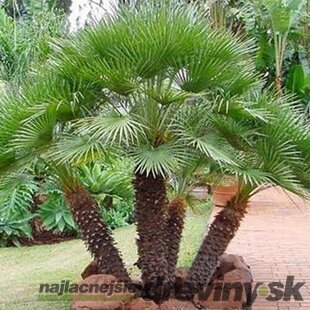 Mrazuvzdorná palma Chamaerops Humilis, výška 80/100 cm, v črepníku Chamaerops Humilis