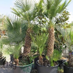 Mrazuvzdorná palma Chamaerops Humilis, výška 80/120 cm v črepníku 35l Chamaerops Humilis