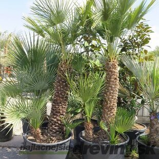 Mrazuvzdorná palma Chamaerops Humilis, výška 80/120 cm v črepníku 35l Chamaerops Humilis
