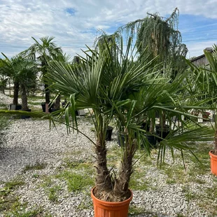 Mrazuvzdorná palma, dvojkmenná, kmienok 50/60 cm, celková výška 180/200 cm, v črepníku Chamaerops Humillis
