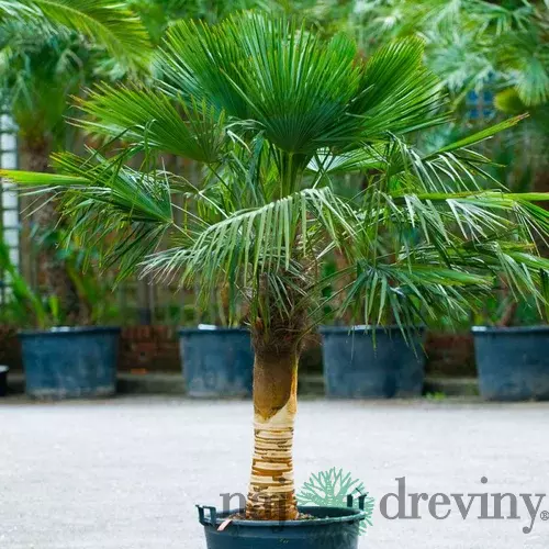 Mrazuvzdorná palma na kmienku 40/60cm, celková výška 150/160 cm, v črepníku Trachycarpus fortunei