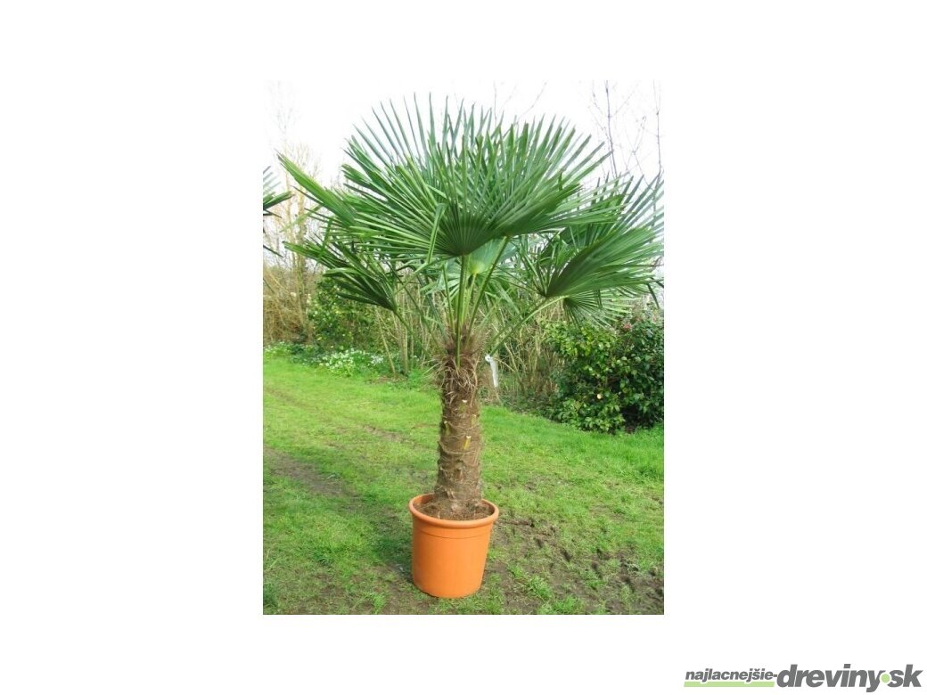 Mrazuvzdorná palma Trachycarpus fortunei