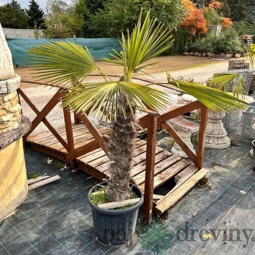 Mrazuvzdorná palma, výška 100/140 cm, v črepníku 10l Trachycarpus fortunei