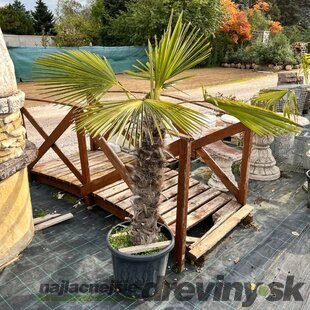 Mrazuvzdorná palma, výška 100/140 cm, v črepníku 10l Trachycarpus fortunei