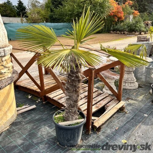 Mrazuvzdorná palma, výška 100/140 cm, v črepníku 10l Trachycarpus fortunei