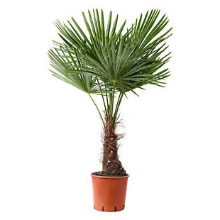 Mrazuvzdorná palma, výška 50/70 cm, v črepníku Trachycarpus fortunei