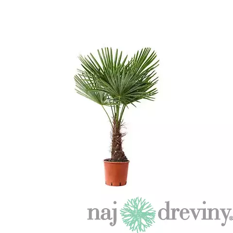 Mrazuvzdorná palma, výška 50/70 cm, v črepníku Trachycarpus fortunei