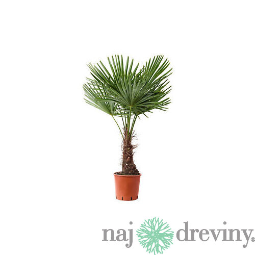 Mrazuvzdorná palma, výška 50/70 cm, v črepníku Trachycarpus fortunei