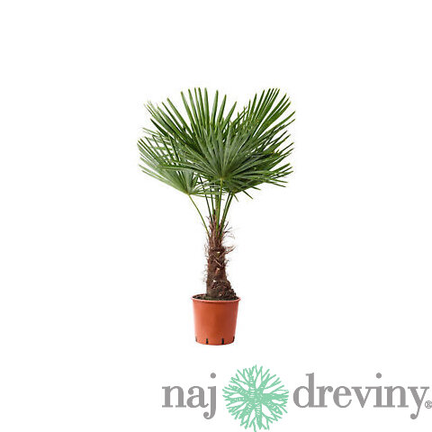Mrazuvzdorná palma, výška 50/70 cm, v črepníku Trachycarpus fortunei