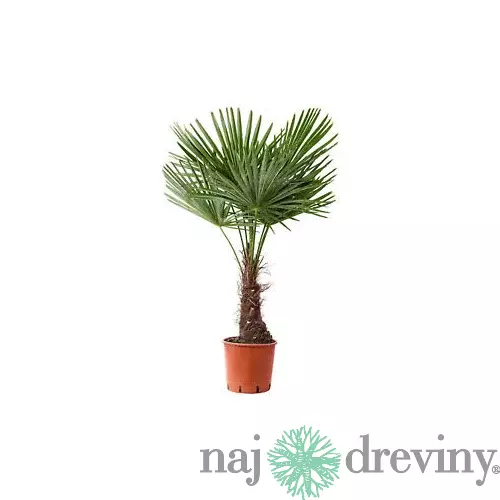 Mrazuvzdorná palma, výška 50/70 cm, v črepníku Trachycarpus fortunei