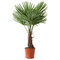 Mrazuvzdorná palma, výška 50/70 cm, v črepníku Trachycarpus fortunei