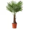 Mrazuvzdorná palma, výška 50/70 cm, v črepníku Trachycarpus fortunei