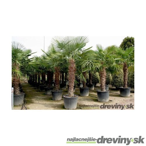 Mrazuvzdorná palma výška kmienka 120/130 cm, celková výška 200/250 cm, v črepníku Trachycarpus fortunei