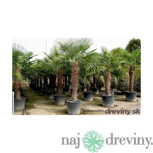 Mrazuvzdorná palma výška kmienka 120/130 cm, celková výška 200/250 cm, v črepníku Trachycarpus fortunei
