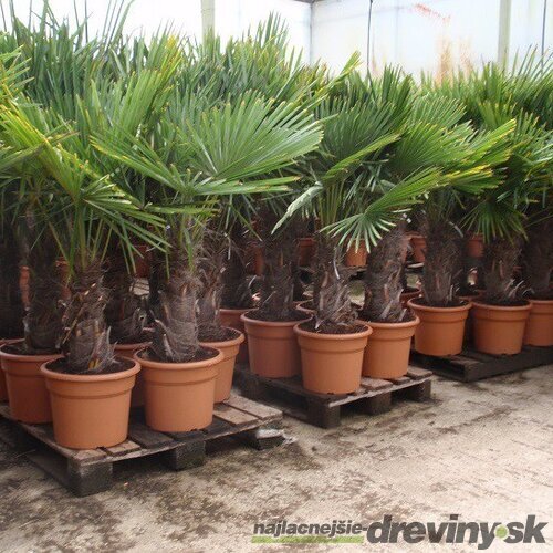 Mrazuvzdorná palma výška kmienka 200/220 cm, celková výška 400/500 cm, v črepníku Trachycarpus fortunei