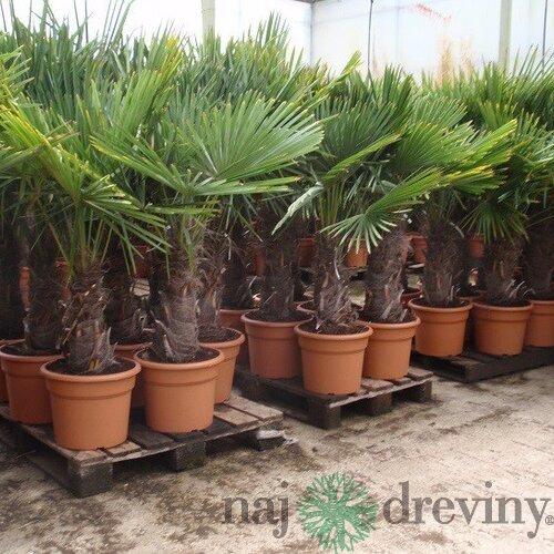 Mrazuvzdorná palma výška kmienka 200/220 cm, celková výška 400/500 cm, v črepníku Trachycarpus fortunei