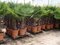 Mrazuvzdorná palma výška kmienka 200/220 cm, celková výška 400/500 cm, v črepníku Trachycarpus fortunei