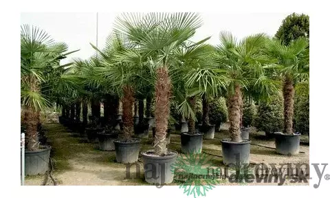 Mrazuvzdorná palma výška kmienka 20/30 cm, celková výška 100/120 cm, v črepníku Trachycarpus fortunei