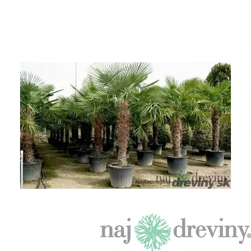 Mrazuvzdorná palma výška kmienka 20/30 cm, celková výška 100/120 cm, v črepníku Trachycarpus fortunei