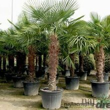 Mrazuvzdorná palma výška kmienka 20/30 cm, celková výška 100/120 cm, v črepníku Trachycarpus fortunei